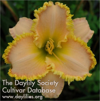 Daylily Fantasy Bouquet